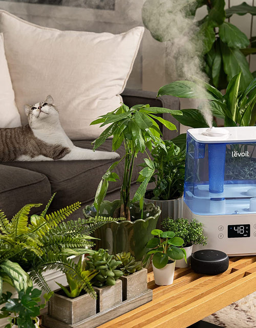 Load image into Gallery viewer, Humidifiers for Bedroom Large Room Home, 6L Top Fill Cool Mist Air Ultrasonic for Plants Indoor with Essential Oils Diffuser for Baby Kids, Smart Control with Humidistat, Quiet Easy Clean, Blue
